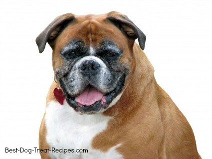 Bulldog who is diabetic